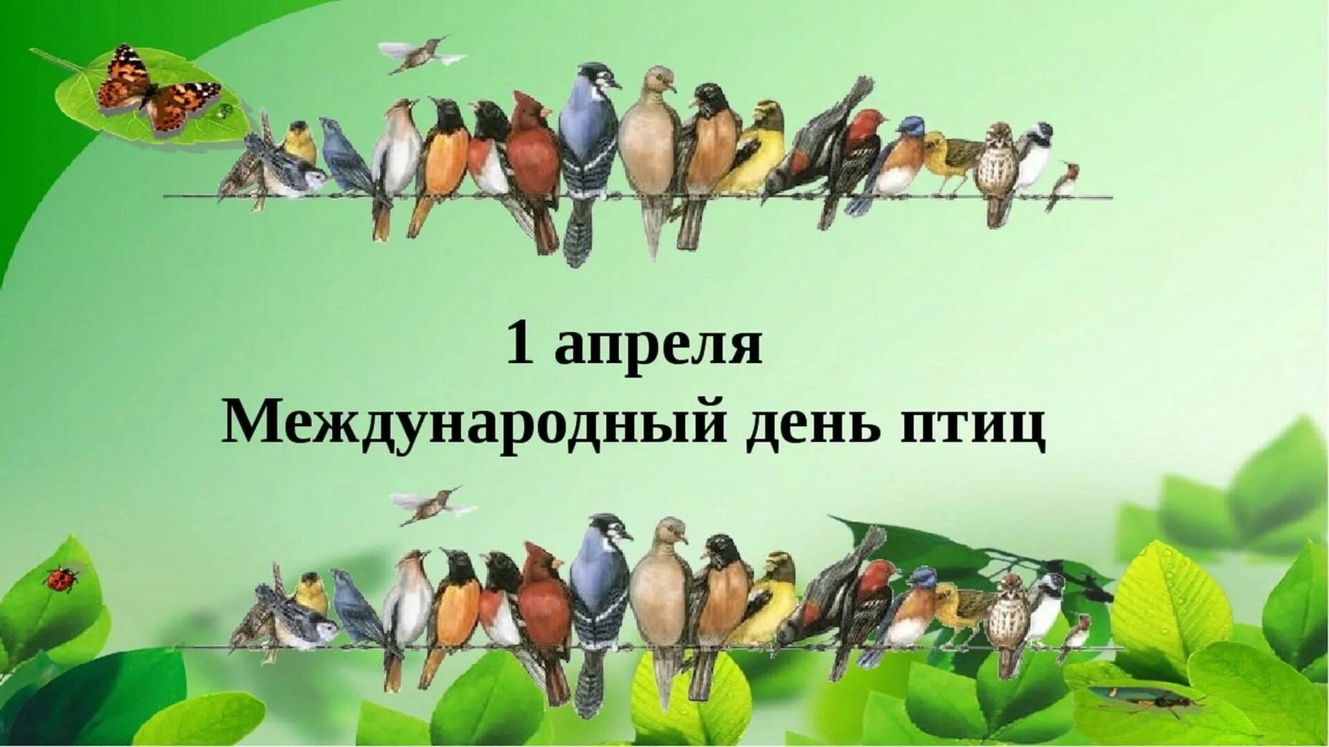 День птиц.