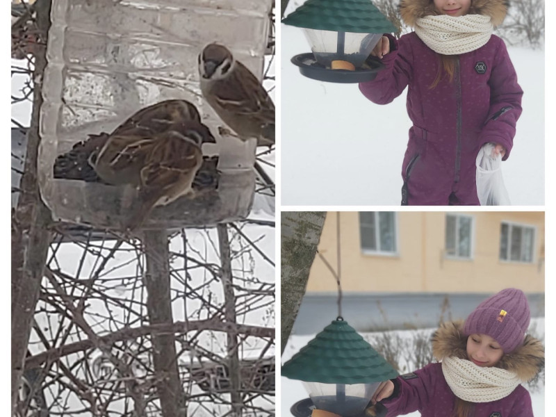 Всероссийская акция «Покормите птиц зимой – 2024».